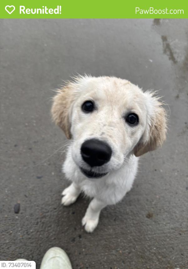 Reunited Female Dog last seen Near Pantigo Ln, Chesapeake, VA 23320, USA, Chesapeake, VA 23320