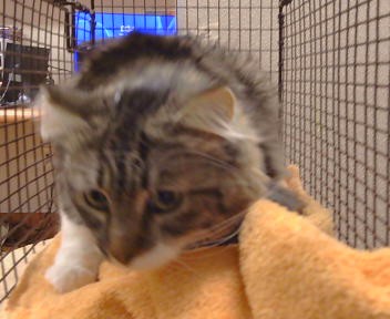 Shelter Stray Female Cat last seen WYLONG WAY/CANBERRA DR, 95826, 3839 Bradshaw Rd, Sacramento, CA 95827, USA