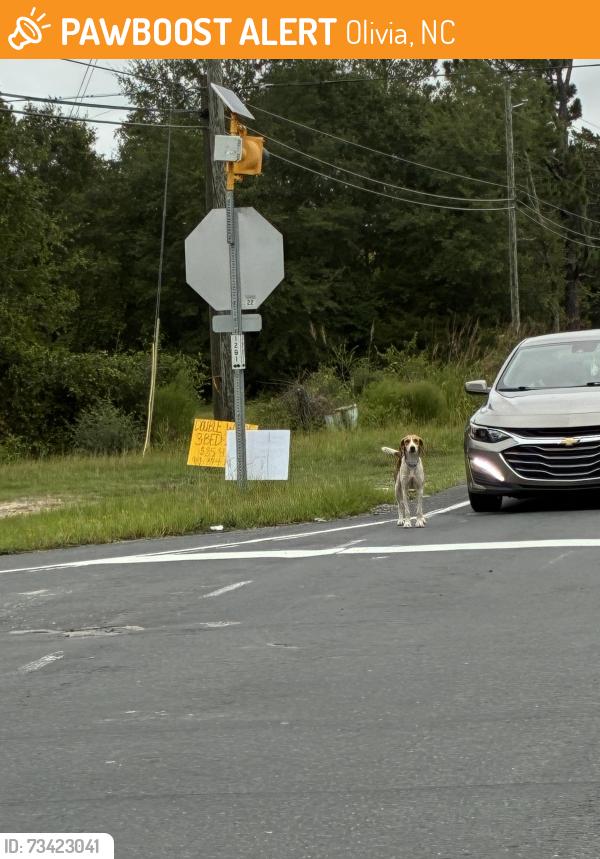 Found/Stray Unknown Dog last seen Near way stop at Olivia/Ponderosa road, Olivia, NC 27332