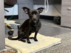 Shelter Stray Male Dog last seen S. RECHE CANYON RD. AND CRYSTAL RIDGE LANE, 333 Chandler Pl, San Bernardino, CA 92408, USA