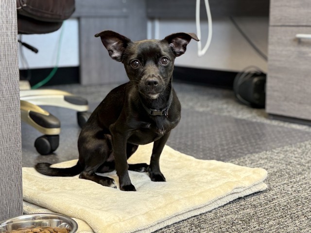 Shelter Stray Male Dog last seen S. RECHE CANYON RD. AND CRYSTAL RIDGE LANE, 333 Chandler Pl, San Bernardino, CA 92408, USA