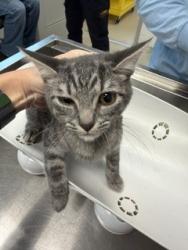 Shelter Stray Female Cat last seen ALAMANCE COUNTY, 221 Stone Quarry Rd, Burlington, NC 27217, USA