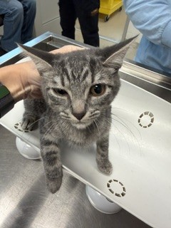 Shelter Stray Female Cat last seen ALAMANCE COUNTY, 221 Stone Quarry Rd, Burlington, NC 27217, USA