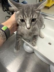 Shelter Stray Female Cat last seen ALAMANCE COUNTY, 221 Stone Quarry Rd, Burlington, NC 27217, USA