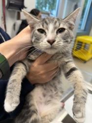 Shelter Stray Male Cat last seen ALAMANCE COUNTY, 221 Stone Quarry Rd, Burlington, NC 27217, USA