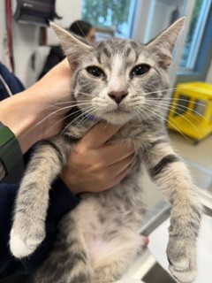 Shelter Stray Male Cat last seen ALAMANCE COUNTY, 221 Stone Quarry Rd, Burlington, NC 27217, USA