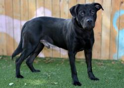 Shelter Stray Male Dog last seen Near BLOCK W APPLESEED RD, WEST VALLEY CITY UT 84119, 4522 W 3500 S, West Valley City, UT 84120, USA