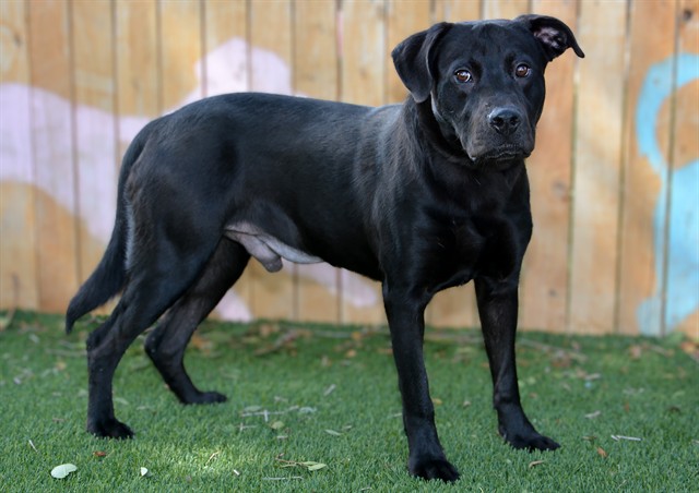 Shelter Stray Male Dog last seen Near BLOCK W APPLESEED RD, WEST VALLEY CITY UT 84119, 4522 W 3500 S, West Valley City, UT 84120, USA