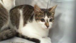 Shelter Stray Unknown Cat last seen CHARLOTTE, 8315 Byrum Dr, Charlotte, NC 28217, USA
