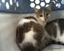 Shelter Stray Unknown Cat last seen CHARLOTTE, 8315 Byrum Dr, Charlotte, NC 28217, USA