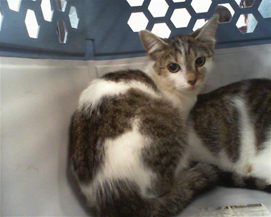 Shelter Stray Unknown Cat last seen CHARLOTTE, 8315 Byrum Dr, Charlotte, NC 28217, USA