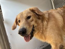 Shelter Stray Female Dog last seen Near BLOCK LOS ROBLES DR, BAKERSFIELD CA 93306, 3951 Fruitvale Ave, Bakersfield, CA 93308, USA