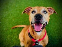 Shelter Stray Male Dog last seen , 2769 Conroy Rd, Orlando, FL 32839, USA