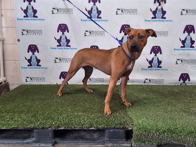 Shelter Stray Female Dog last seen , 2769 Conroy Rd, Orlando, FL 32839, USA