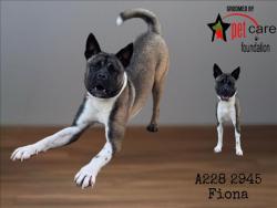Shelter Stray Female Dog last seen , 1850 W 60th St, Los Angeles, CA 90047, USA