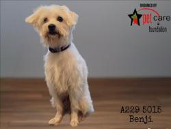 Shelter Stray Male Dog last seen , 1850 W 60th St, Los Angeles, CA 90047, USA
