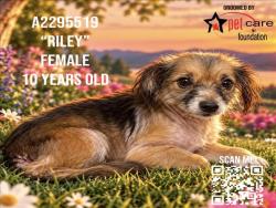 Shelter Stray Female Dog last seen , 3201 Lacy St, Los Angeles, CA 90031, USA