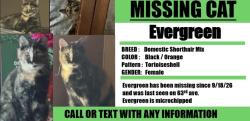 Reunited Female Cat last seen 21st street and 63rd ave, Sacramento, CA 95822