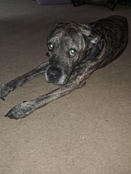 Lost Male Dog last seen Near Morgan Ave Morgan park, Akron, OH 44311