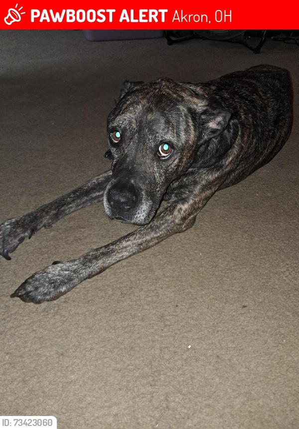 Lost Male Dog last seen Near Morgan Ave Morgan park, Akron, OH 44311