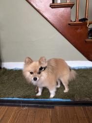 Reunited Female Dog last seen Church and 19th St., Lebanon, PA 17046