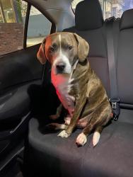 Reunited Male Dog last seen Park Rd NW, Washington, DC 20010
