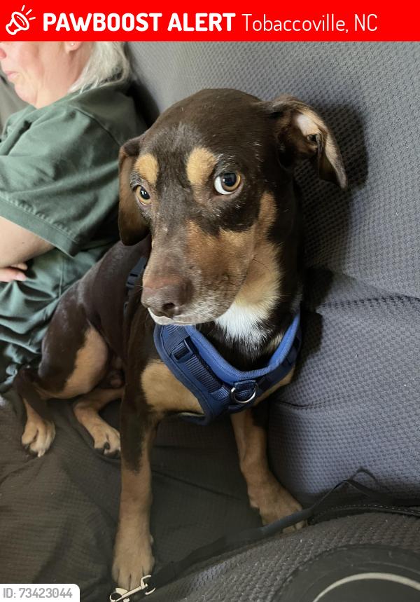 Lost Male Dog last seen Old Richmond Elementary School, Tobaccoville, NC 27050