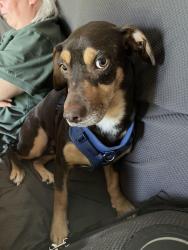 Lost Male Dog last seen Old Richmond Elementary School, Tobaccoville, NC 27050