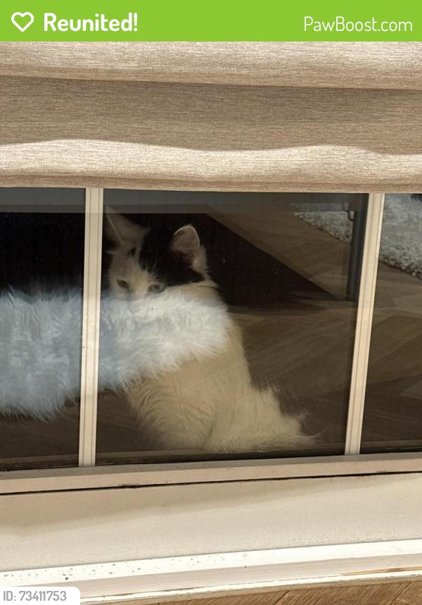 Reunited Unknown Cat last seen By the courtyard, down an alley/pit it can’t climb out, Greater London, England NW1 8JD