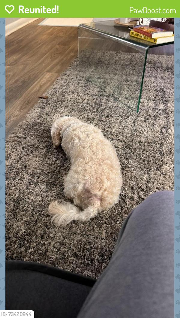 Reunited Male Dog last seen i dont know, Marietta, GA 30008