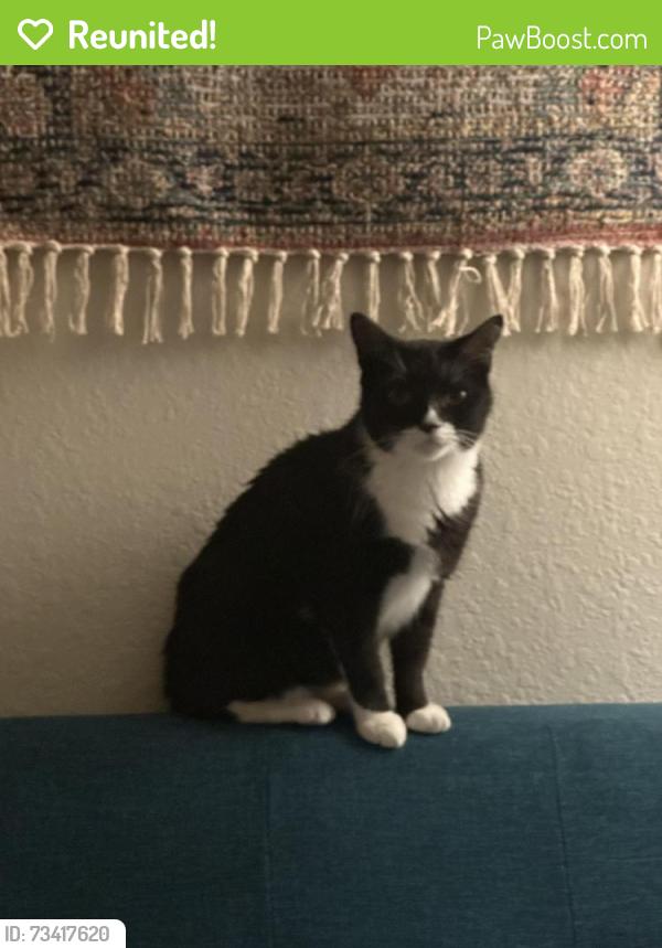 Reunited Male Cat last seen SE 4th St and S Riverside Dr Pompano Beach FL 33062, Pompano Beach, FL 33062