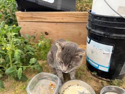 Found/Stray Unknown Cat last seen Interstate liquor, Crawfordsville, AR 72327