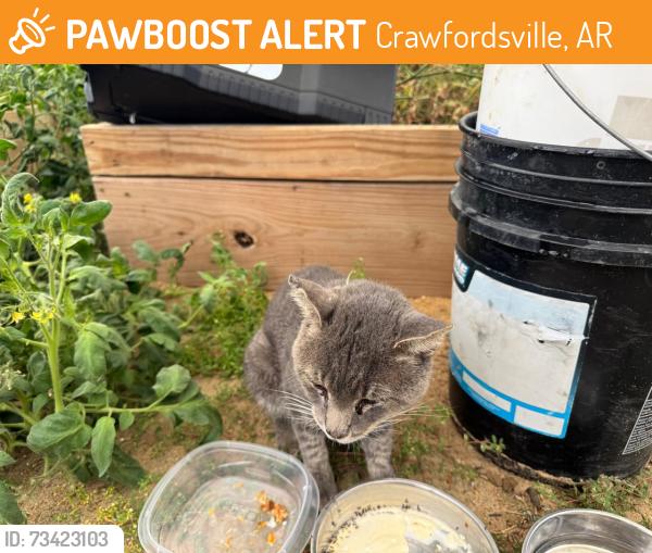Found/Stray Unknown Cat last seen Interstate liquor, Crawfordsville, AR 72327
