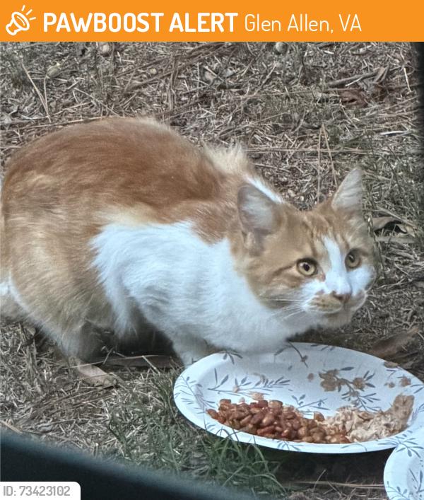 Found/Stray Unknown Cat last seen Turner Mountain Place, Glen Allen, VA 23060