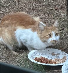 Found/Stray Unknown Cat last seen Turner Mountain Place, Glen Allen, VA 23060