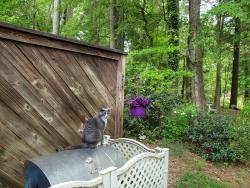 Lost Female Cat last seen Near Forest Oaks Drive Durham NC, Durham, NC 27705