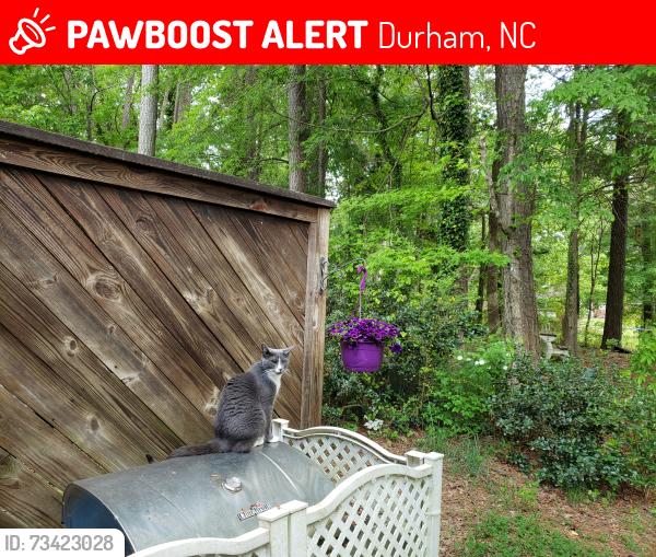Lost Female Cat last seen Near Forest Oaks Drive Durham NC, Durham, NC 27705