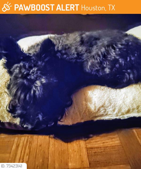 Found/Stray Female Dog last seen Mcgowen, Houston, TX 77006