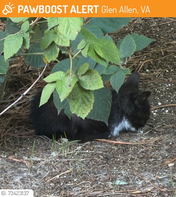 Found/Stray Unknown Cat last seen Turner Mountain Place, Glen Allen, VA 23060