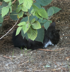 Found/Stray Unknown Cat last seen Turner Mountain Place, Glen Allen, VA 23060