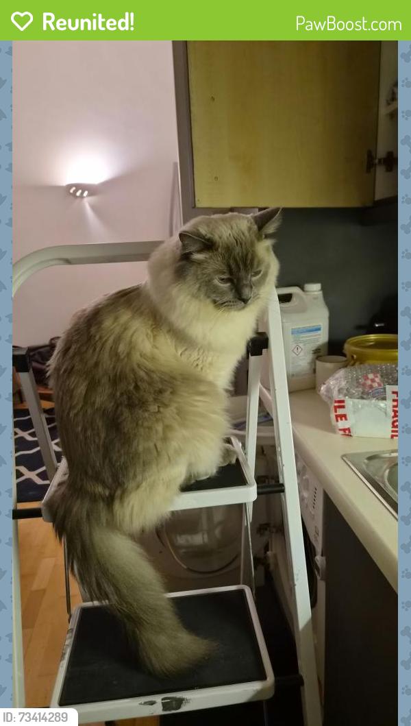 Reunited Male Cat last seen St Margaret's, Broadwater, England SG2 8RQ