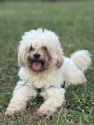 Lost Male Dog last seen Near hwy 15 Myrtle beach South Carolina 29577, Myrtle Beach, SC 29577