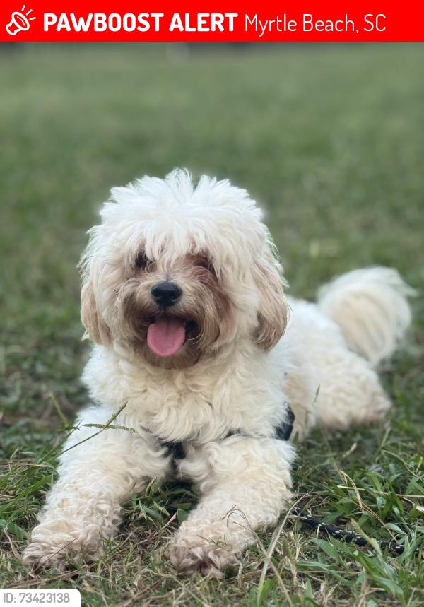 Lost Male Dog last seen Near hwy 15 Myrtle beach South Carolina 29577, Myrtle Beach, SC 29577