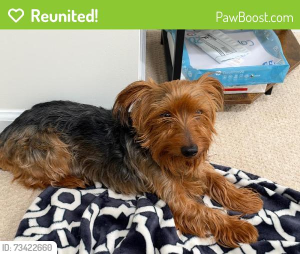 Reunited Male Dog last seen Stuart Drive and Adams, Falls Church, VA 22042