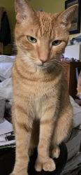 Lost Male Cat last seen Pangborn Pool, Decatur, GA 30033