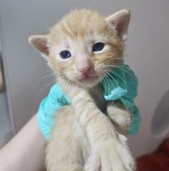 Shelter Stray Male Cat last seen Near Airport Road, Oceanside, CA, 92058, Oceanside, CA 92058, USA