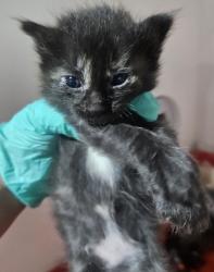 Shelter Stray Female Cat last seen Near Airport Road, Oceanside, CA, 92058, Oceanside, CA 92058, USA