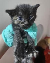 Shelter Stray Female Cat last seen Near Airport Road, Oceanside, CA, 92058, Oceanside, CA 92058, USA