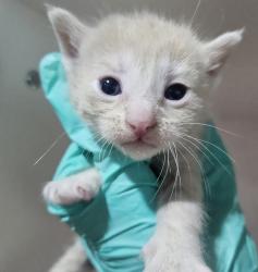 Shelter Stray Male Cat last seen Near Airport Road, Oceanside, CA, 92058, Oceanside, CA 92058, USA