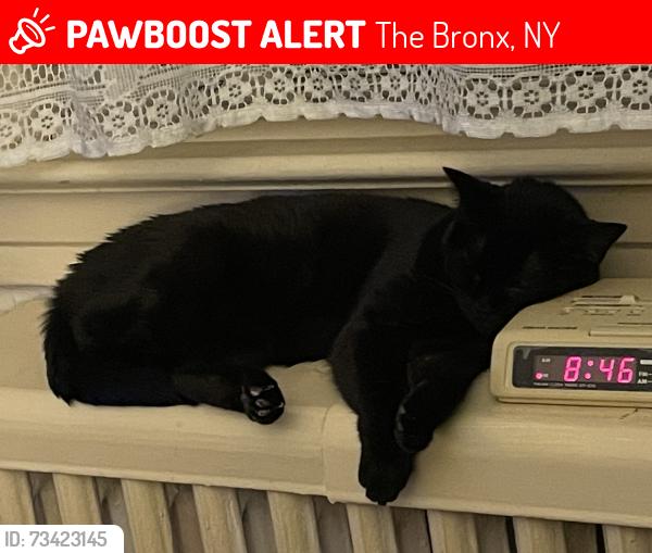 Lost Female Cat last seen Liebig Avenue between 261 and 263 Street, The Bronx, NY 10471